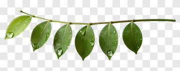 Green Leaves With Water Droplets PNG