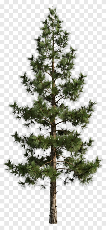 Pine Tree PNG