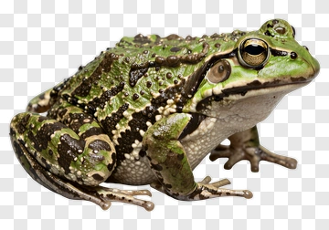 Green Frog PNG
