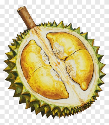 Durian Fruit Halved PNG