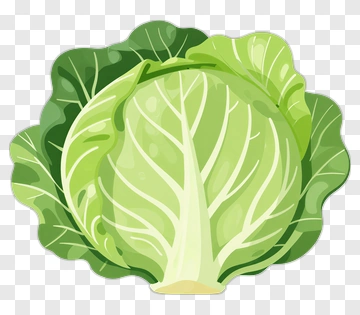 Fresh Green Cabbage PNG