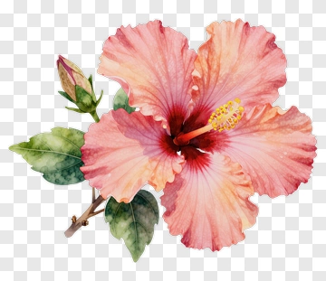 Pink Hibiscus Flower With Leaves PNG