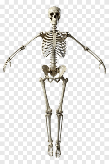 Human Skeleton Model PNG