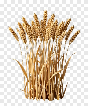 Wheat Sheaf PNG