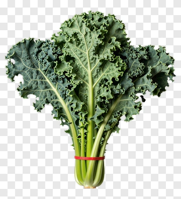 Fresh Kale Bunch PNG