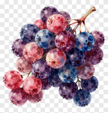 Watercolor Grapes PNG