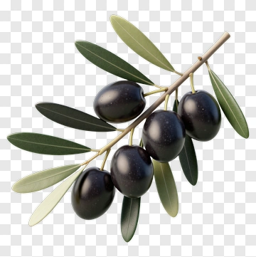 Olive Branch With Black Olives PNG