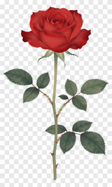 Red Rose With Green Leaves PNG