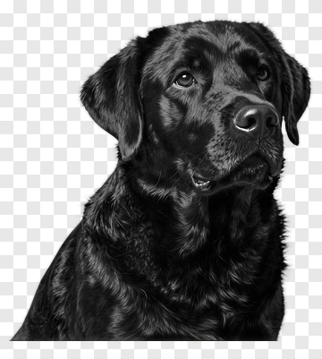 Black Labrador Retriever Portrait PNG