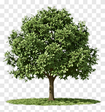 Green Tree PNG