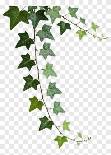 Ivy Leaf Vine PNG