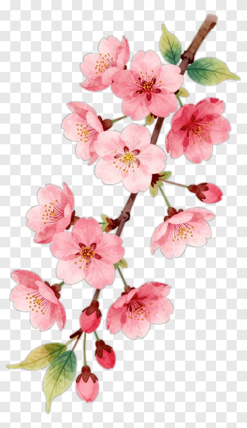 Cherry Blossom Branch With Pink Flowers PNG