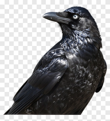 Black Raven With Blue Eyes PNG