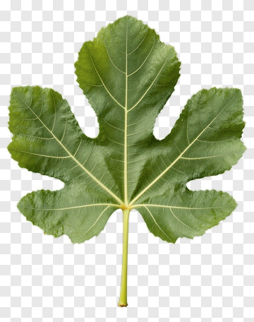 Fig Leaf PNG