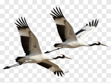 Cranes Flying Together PNG