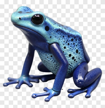 Blue Poison Dart Frog PNG