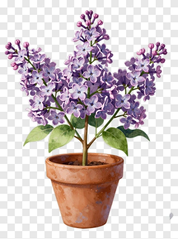 Lilac Flower Pot PNG