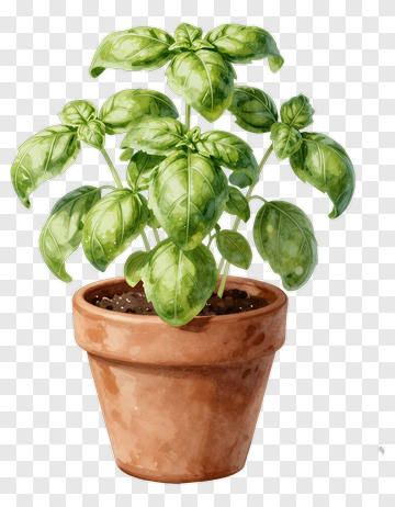 Basil Plant In A Terracotta Pot PNG