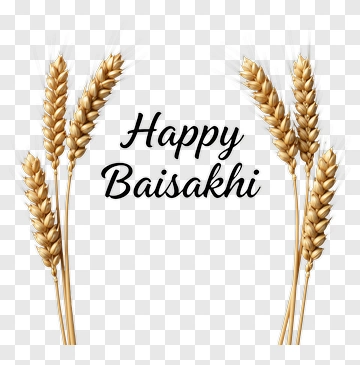 Happy Baisakhi With Wheat Stalks PNG