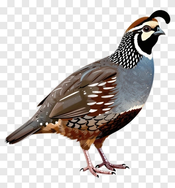 Quail Bird PNG