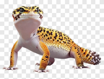 Leopard Gecko PNG