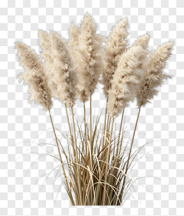 Pampas Grass Arrangement PNG