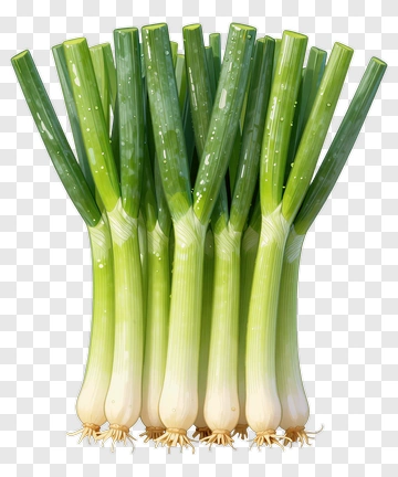 Fresh Green Onions PNG