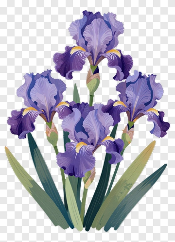 Colorful Iris Flower Bouquet PNG