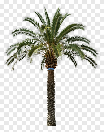 Palm Tree PNG