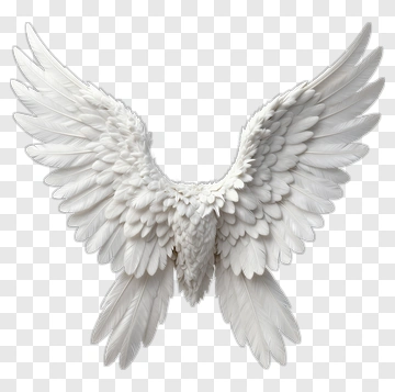 White Angel Wings PNG