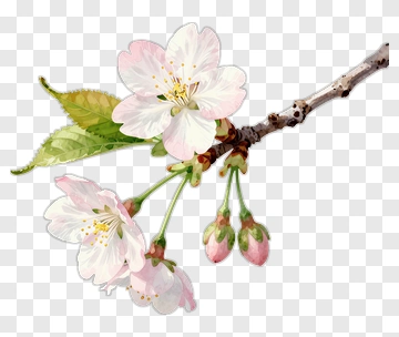 Cherry Blossom Branch With Flowers And Buds PNG