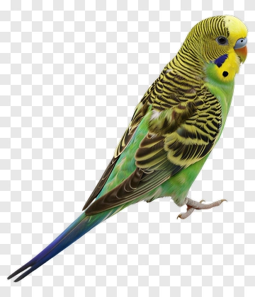 Colorful Budgerigar Parakeet PNG