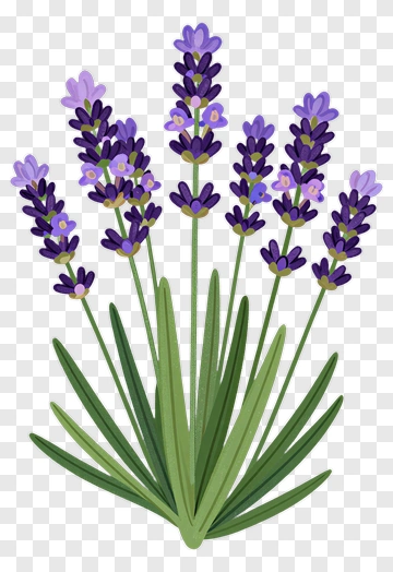 Lavender Flower Bouquet PNG