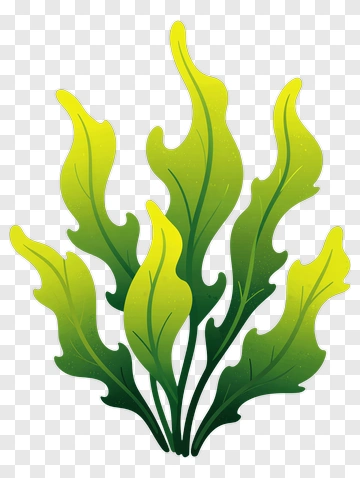 Colorful Green Seaweed PNG