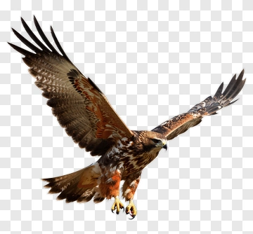 Hawk In Flight PNG
