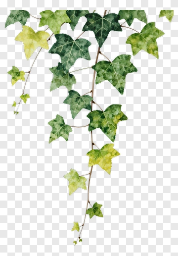 Watercolor Ivy Vine PNG