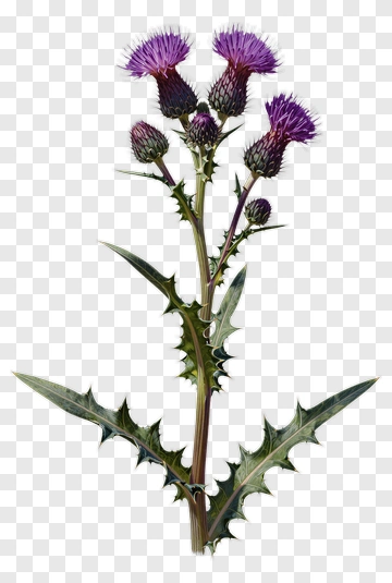 Thistle Flower With Purple Blooms PNG