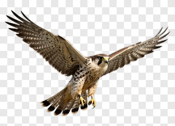 Falcon In Flight PNG