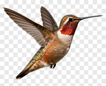 Hummingbird In Flight PNG