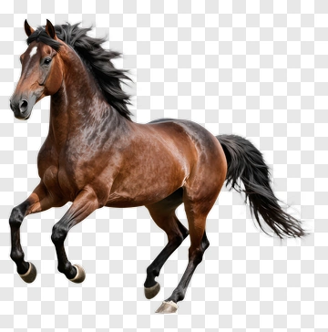 Brown Horse Running PNG