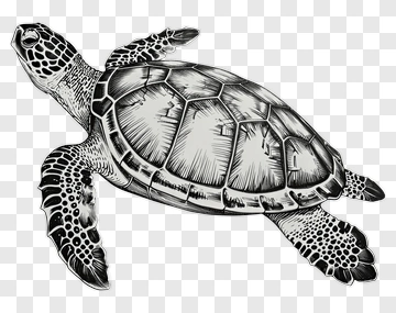 Black And White Sea Turtle Illustration PNG