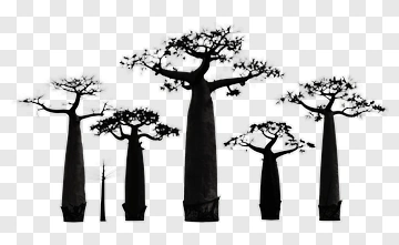 Silhouette Trees In Various Heights PNG