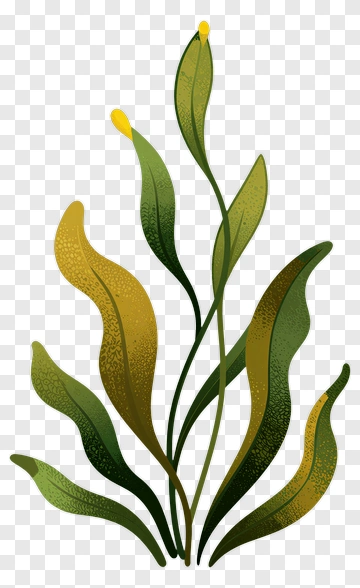 Colorful Green Plant With Yellow Buds PNG