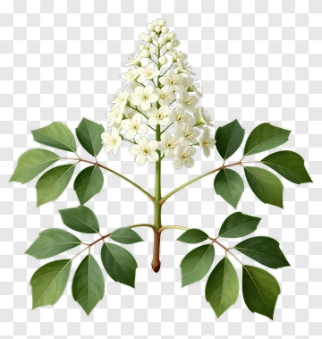 Flowering Plant With White Blooms And Green Leaves PNG