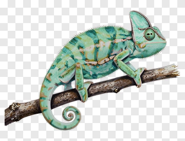 Colorful Chameleon On A Branch PNG