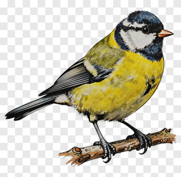 Illustration Of A Blue Tit Bird On A Branch PNG