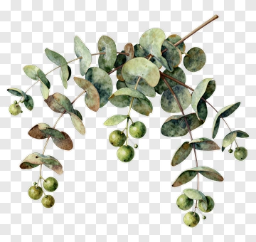 Watercolor Eucalyptus Branch With Green Berries PNG