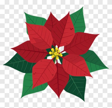 Colorful Poinsettia Flower PNG