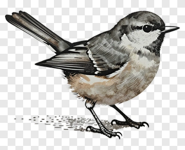 Detailed Illustration Of A Bird PNG