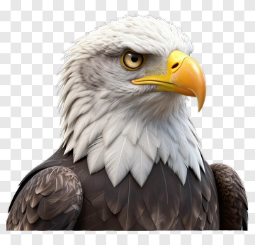 3D Bald Eagle Portrait PNG